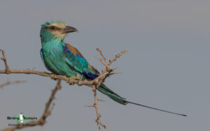 Abyssinian-Roller-300x188