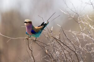 lilac-breasted-roller-5755164-960x636-1-300x199